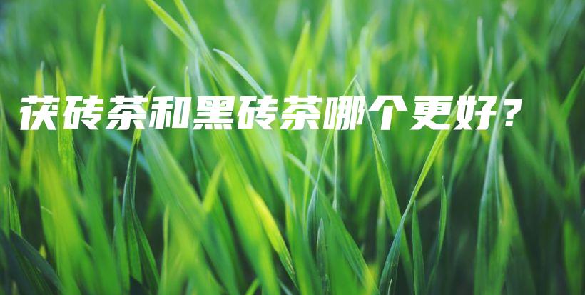茯磚茶和黑磚茶哪個更好？插圖