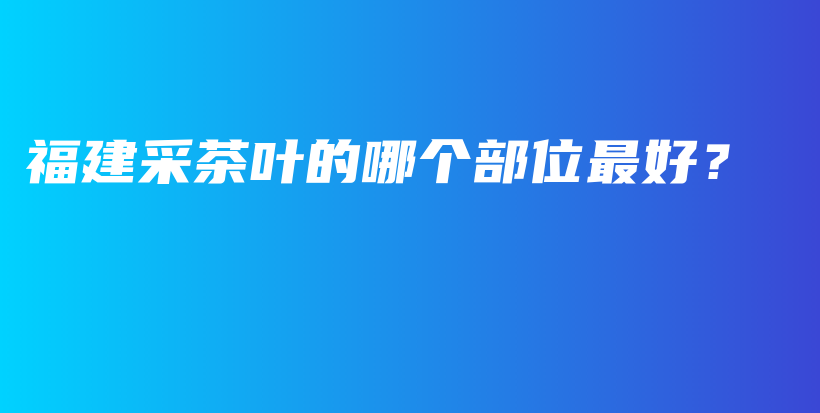 福建采茶葉的哪個(gè)部位最好？插圖