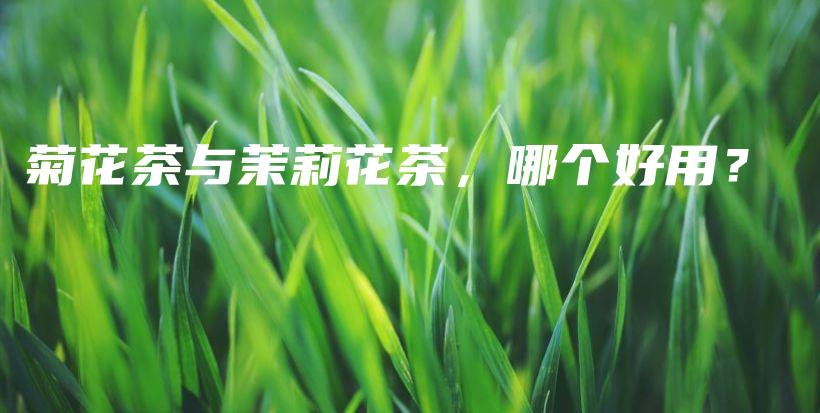 菊花茶與茉莉花茶，哪個好用？插圖