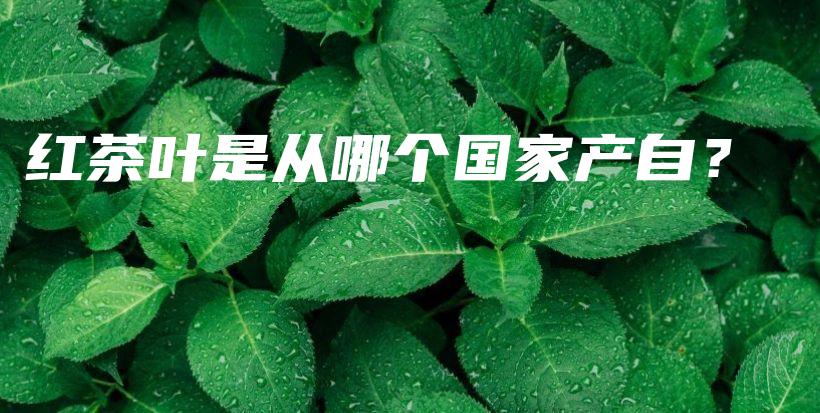 紅茶葉是從哪個國家產(chǎn)自？插圖