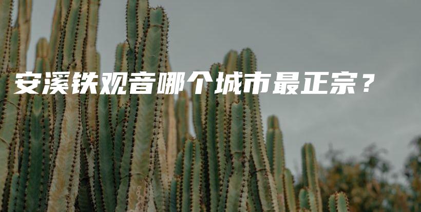 安溪鐵觀音哪個城市最正宗？插圖