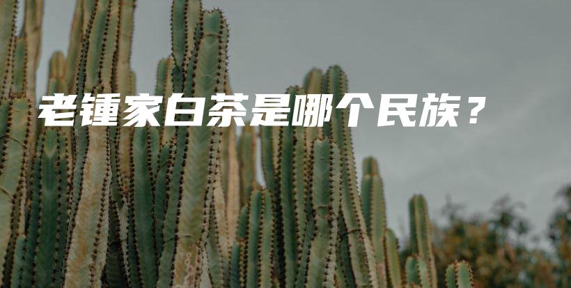 老鍾家白茶是哪個民族？插圖