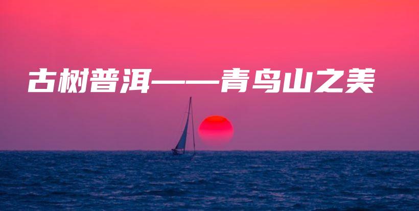 古樹普洱——青鳥山之美插圖
