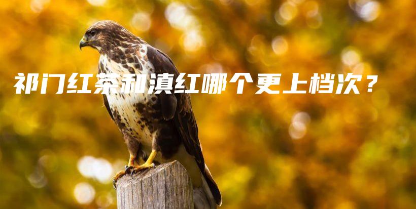祁門紅茶和滇紅哪個更上檔次？插圖