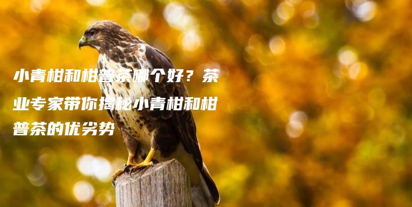 小青柑和柑普茶哪個(gè)好？茶業(yè)專家?guī)憬颐匦∏喔毯透唐詹璧膬?yōu)劣勢插圖
