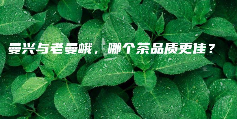 曼興與老曼峨，哪個(gè)茶品質(zhì)更佳？插圖