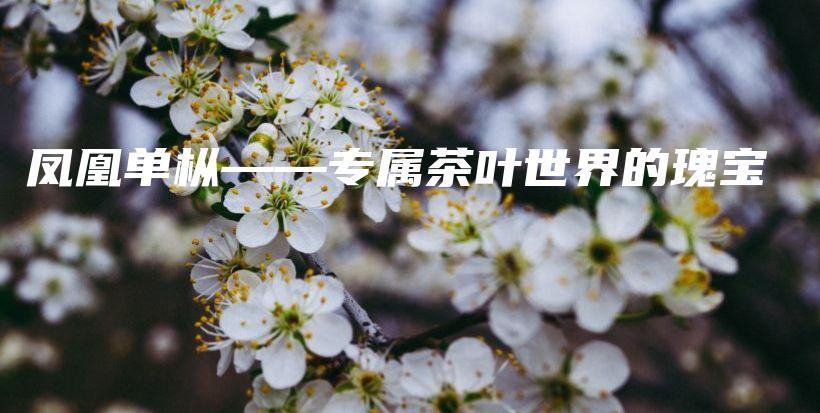 鳳凰單樅——專(zhuān)屬茶葉世界的瑰寶插圖
