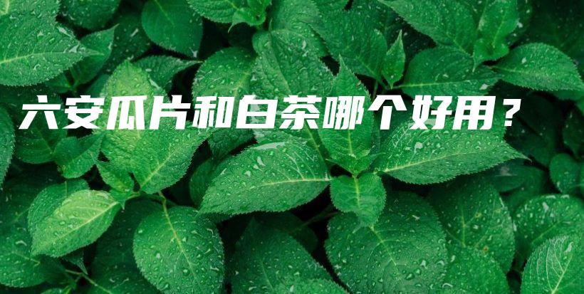 六安瓜片和白茶哪個好用？插圖