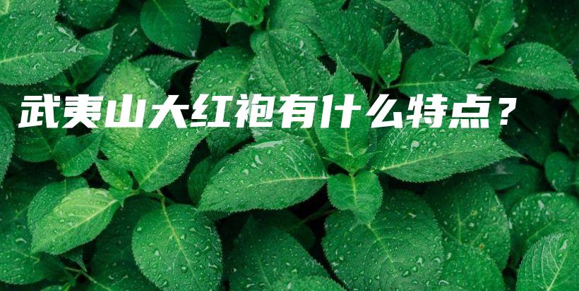 武夷山大紅袍有什么特點(diǎn)？插圖