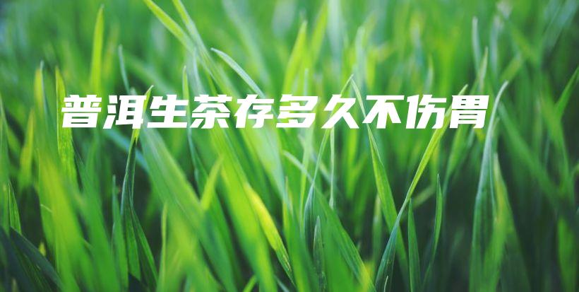普洱生茶存多久不傷胃插圖