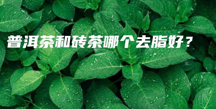 普洱茶和磚茶哪個去脂好？插圖