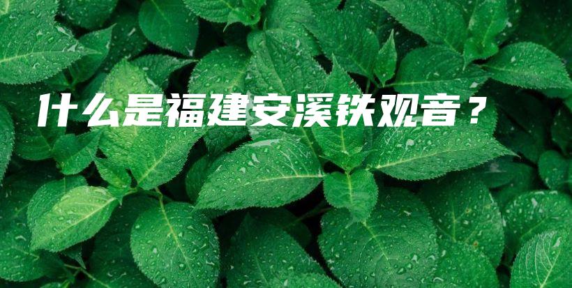 什么是福建安溪鐵觀音？插圖