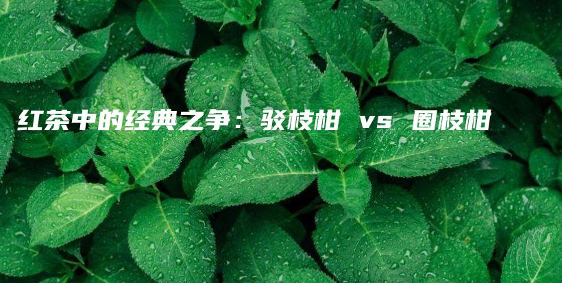 紅茶中的經(jīng)典之爭：駁枝柑 vs 圈枝柑插圖