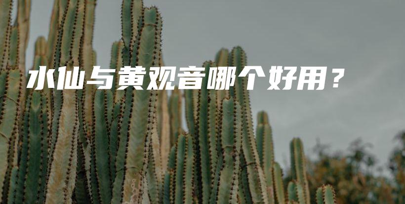 水仙與黃觀音哪個(gè)好用？插圖