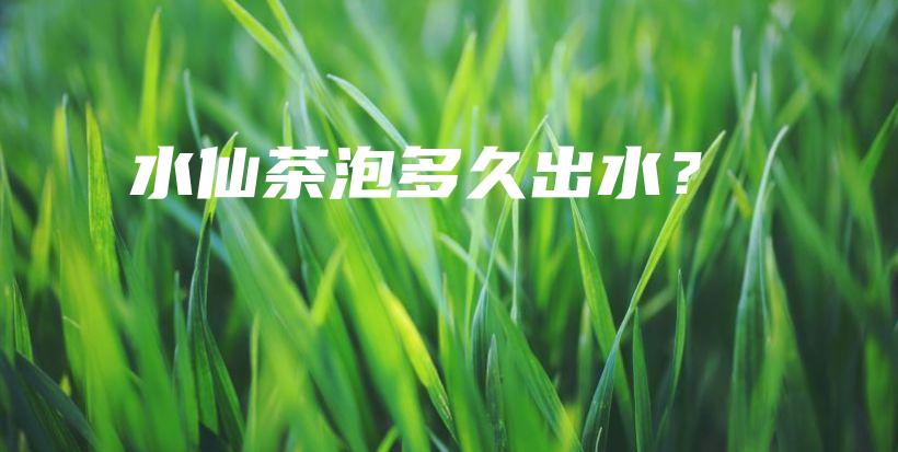 水仙茶泡多久出水？插圖