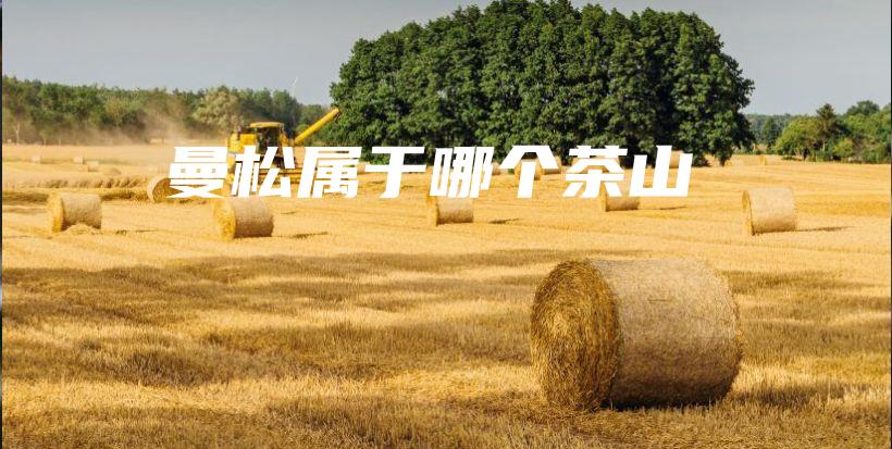 曼松屬于哪個茶山插圖