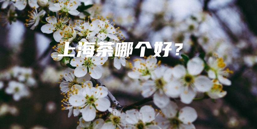 上海茶哪個(gè)好？插圖