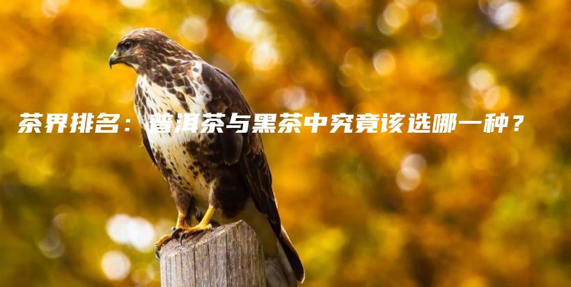 茶界排名：普洱茶與黑茶中究竟該選哪一種？插圖