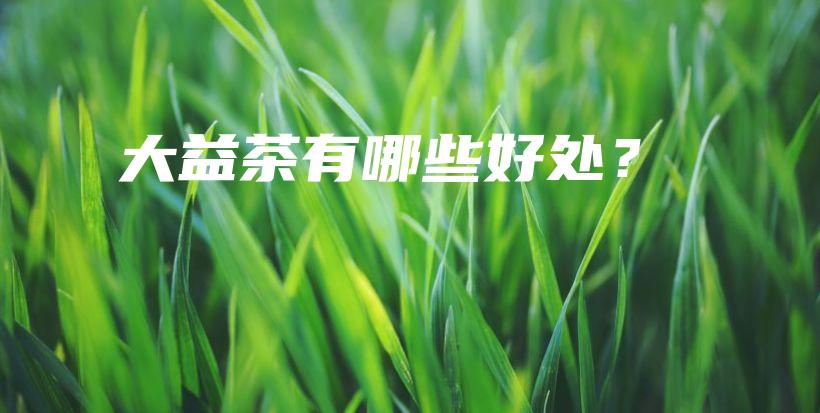 大益茶有哪些好處？插圖