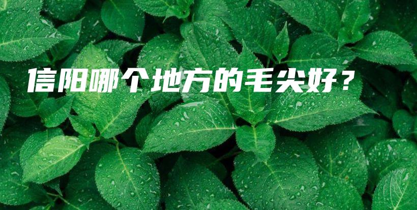 信陽哪個地方的毛尖好？插圖