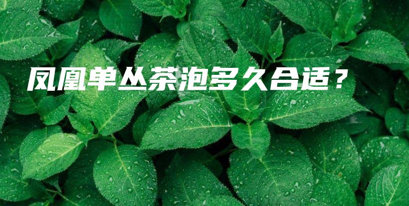 鳳凰單叢茶泡多久合適？插圖