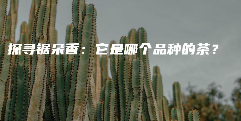 探尋鋸朵香：它是哪個(gè)品種的茶？插圖