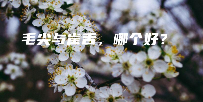 毛尖與雀舌，哪個(gè)好？插圖