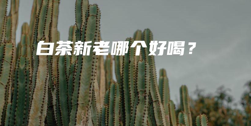 白茶新老哪個(gè)好喝？插圖