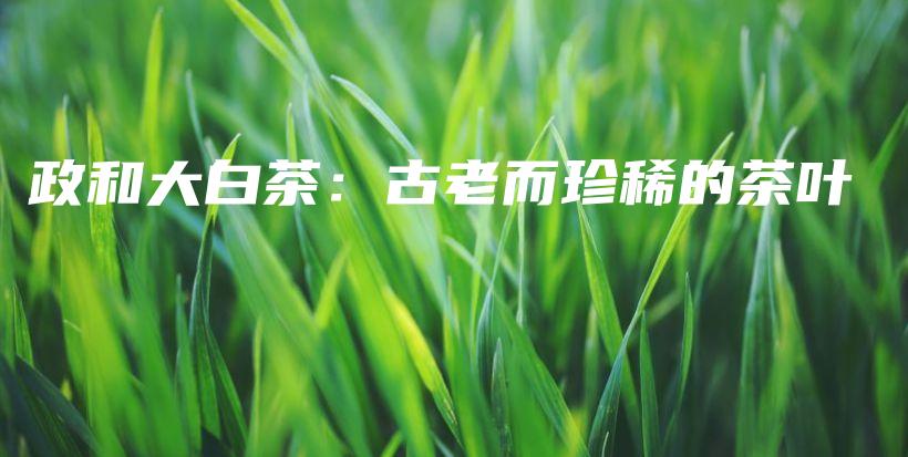政和大白茶：古老而珍稀的茶葉插圖