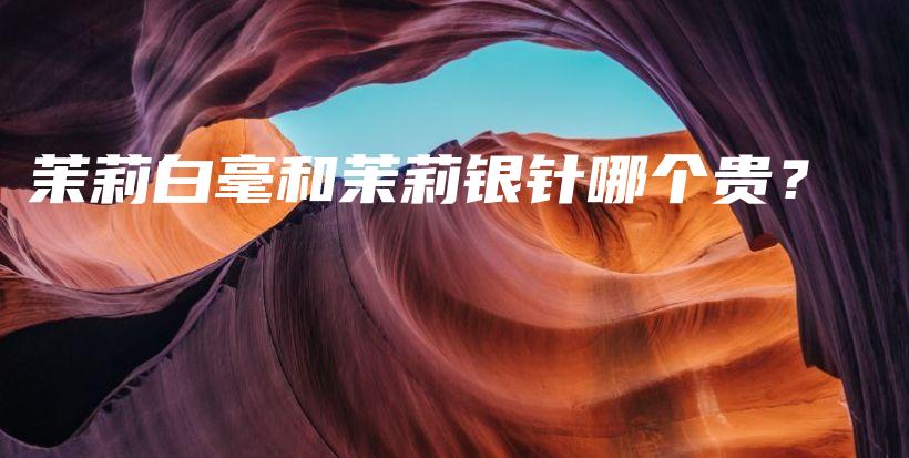 茉莉白毫和茉莉銀針哪個貴？插圖