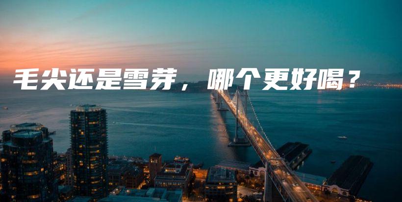 毛尖還是雪芽，哪個更好喝？插圖