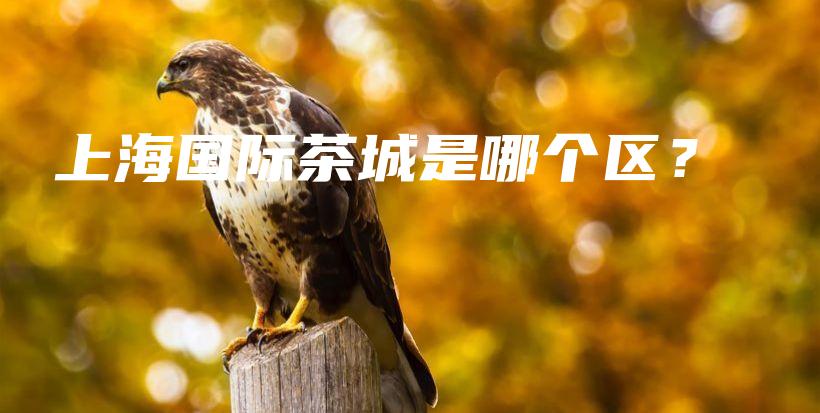 上海國(guó)際茶城是哪個(gè)區(qū)？插圖