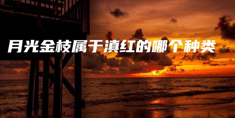 月光金枝屬于滇紅的哪個種類插圖