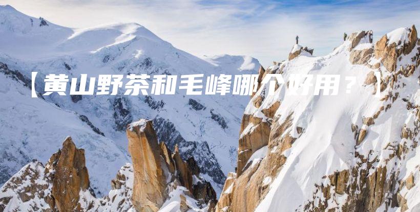 【黃山野茶和毛峰哪個(gè)好用？】插圖