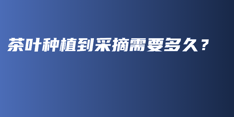 茶葉種植到采摘需要多久？插圖