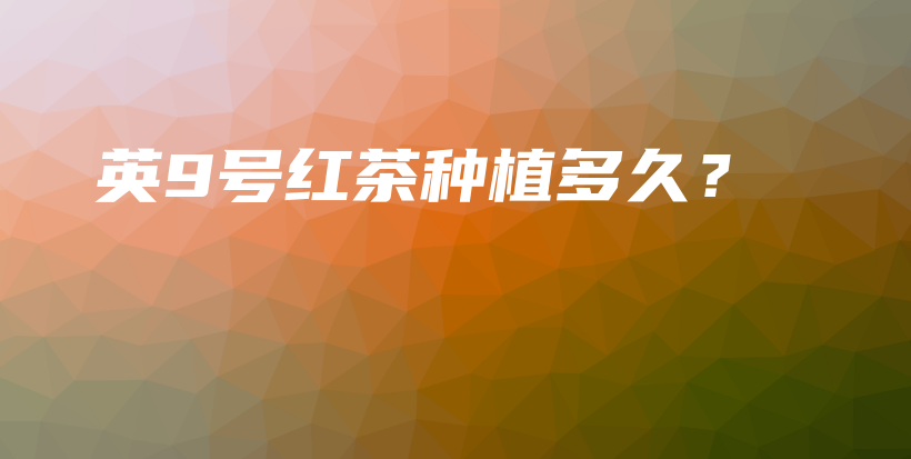 英9號(hào)紅茶種植多久？插圖