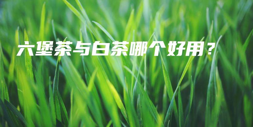 六堡茶與白茶哪個好用？插圖