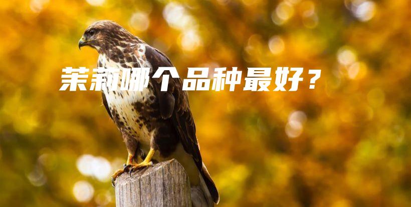 茉莉哪個(gè)品種最好？插圖