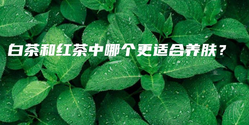 白茶和紅茶中哪個更適合養(yǎng)膚？插圖