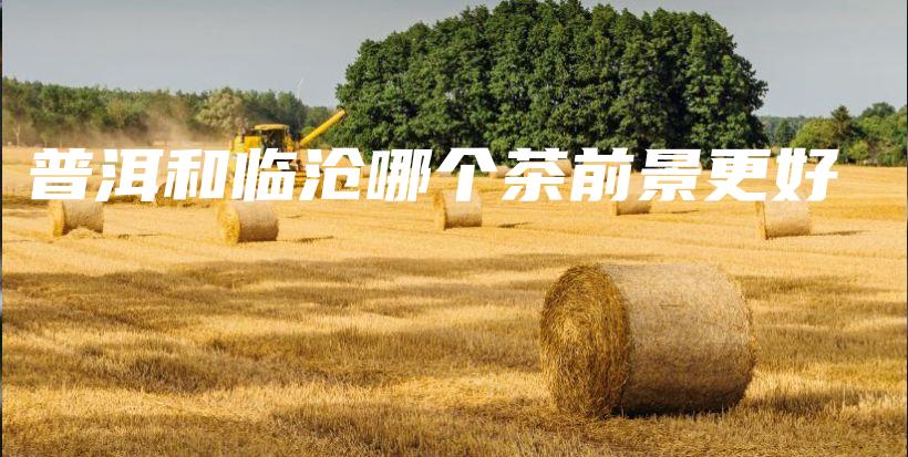 普洱和臨滄哪個(gè)茶前景更好插圖