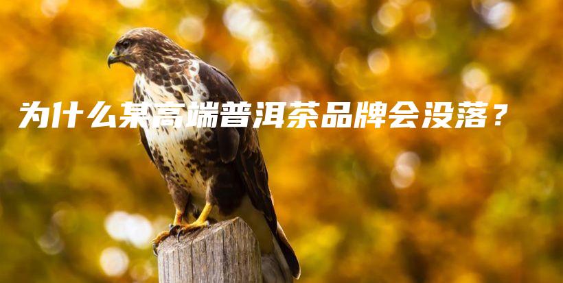 為什么某高端普洱茶品牌會(huì)沒落？插圖