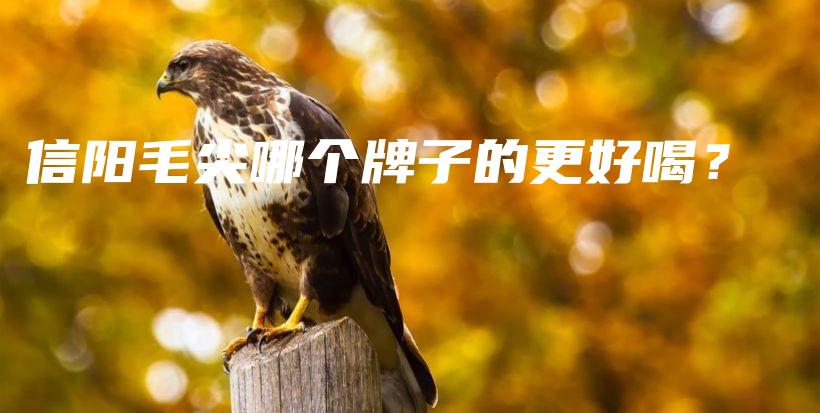 信陽毛尖哪個(gè)牌子的更好喝？插圖