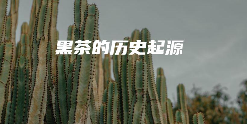 黑茶的歷史起源插圖