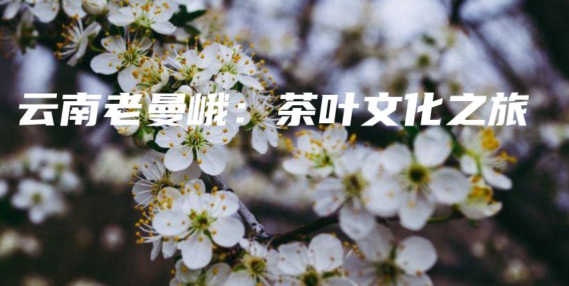 云南老曼峨：茶葉文化之旅插圖