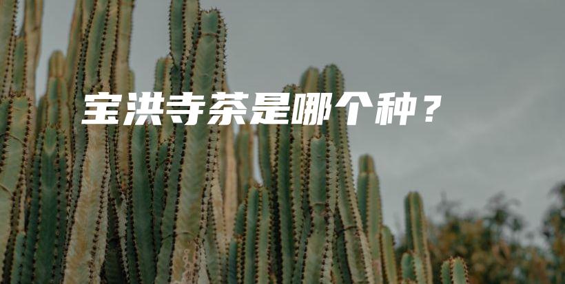 寶洪寺茶是哪個種？插圖