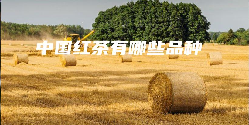 中國紅茶有哪些品種插圖