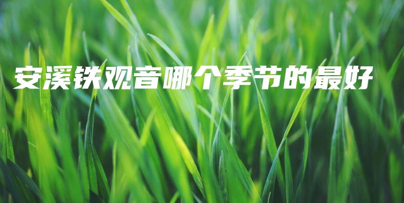 安溪鐵觀音哪個季節(jié)的最好插圖