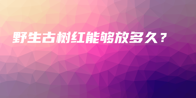 野生古樹紅能夠放多久？插圖