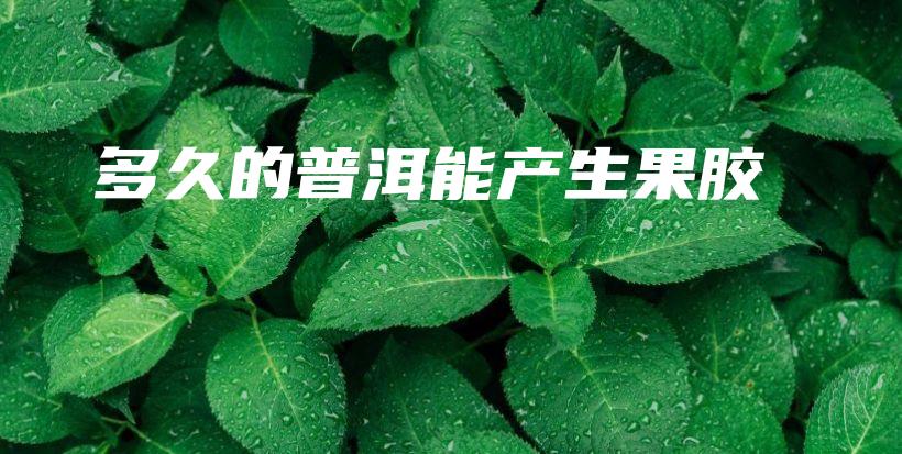 多久的普洱能產(chǎn)生果膠插圖
