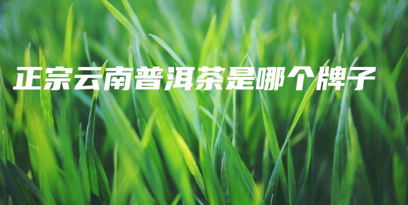 正宗云南普洱茶是哪個牌子插圖
